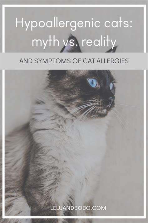 Hypoallergenic Cats Myth Vs Reality Lelu And Bobo Cat Allergies