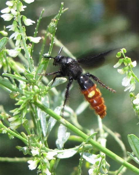 The great black wasp is known for its it does not have any stripes or spots covering its body. Bug Eric: Wasp Wednesday: Blue-winged Wasp