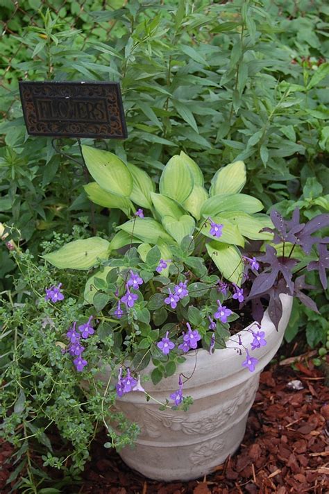 Pin By Julie Brewster On Jardin Garden Containers Container