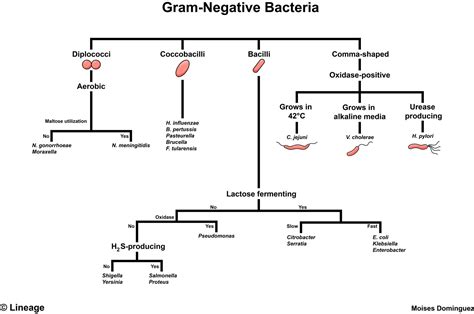 Gram Negative Bacteria Overview Identification Algorithm Grepmed