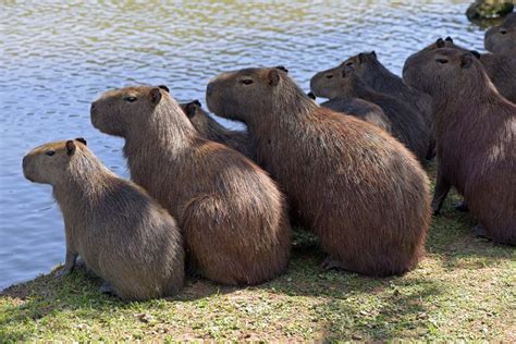 Capybara Facts Critterfacts