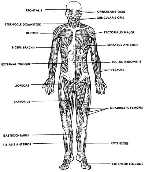 Anatomy Muscle Labeling Worksheet