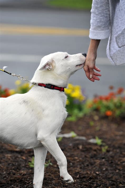 Helping Hounds Dog Rescue Central New York Community Foundation