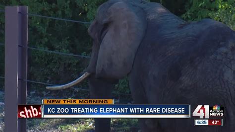 Kc Zoo Elephant Has Disease Common To Humans