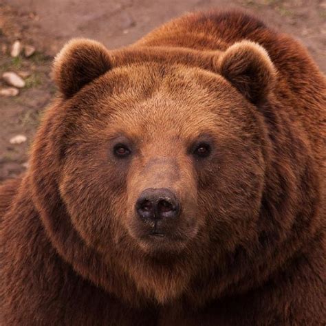 Kamchatka Brown Bear Animal Portrait Close Up Face