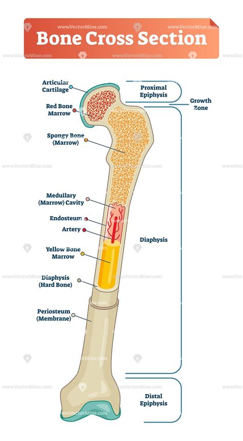 Descriptions of bone structure are provided in column a. Bone cross section vector illustration diagram - VectorMine