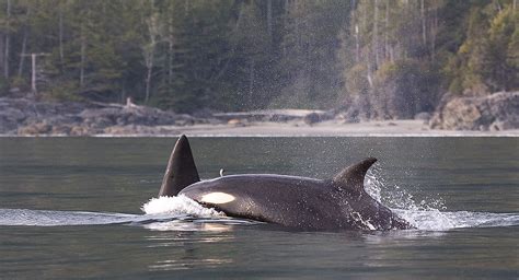 Awesome Orcas Whales Tofino Bc Gotofinocom