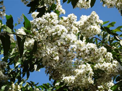 Check spelling or type a new query. White Flowering Trees for Texas