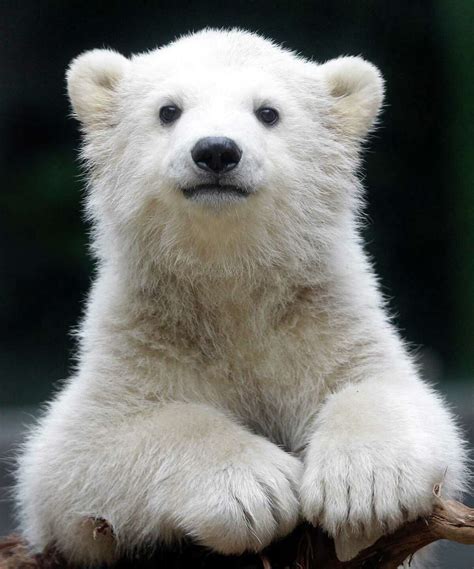 Anori Zoos Impossibly Cute Polar Bear