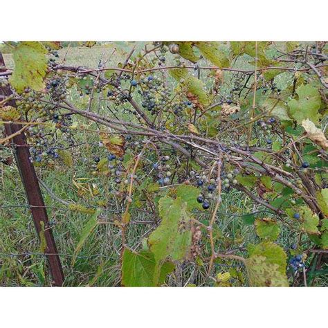 Vitis Riparia Riverbank Grape Buy Native Plants Native Shrubs