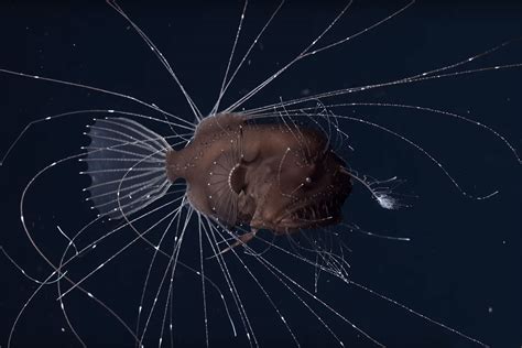 First Ever Footage Of Mating Anglerfish Is Strangely Mesmerising Deep