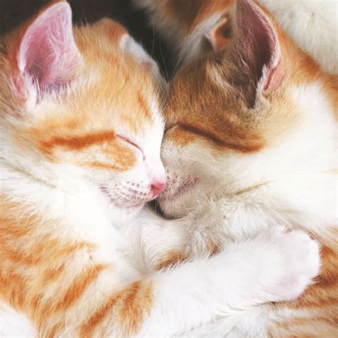 Kitten Cuddles Ocd Uk