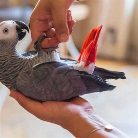 Quality Hand Reared Baby African Greys Parrots For Sale