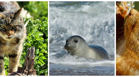 10 Native Scottish Animals And Where To Find Them