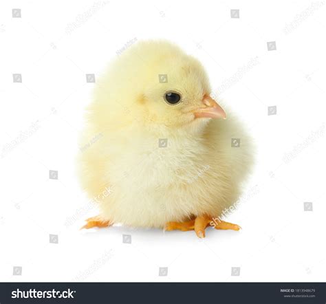 Cute Fluffy Baby Chicken On White Stock Photo 1813948679 Shutterstock