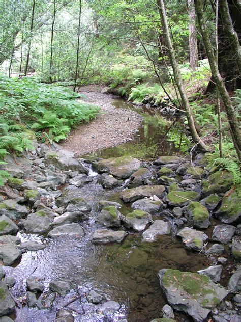 File:Stream in the redwoods.jpg - Wikipedia