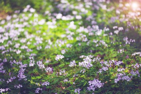 Fresh Lilac Wildflowers Among Lush Green Grass Stock Image Image Of