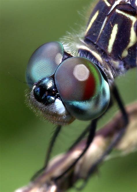 Bug Eyes Macro Photography Insects Dragonfly Photos Dragonfly Eyes