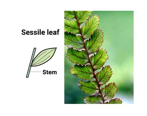 A Sessile Plant Is A Plant Which