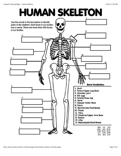 Printable Skeletal System Coloring Pages Printable World Holiday