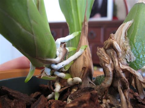 How To Tell The Difference Between Orchid Roots And Orchid Spikes