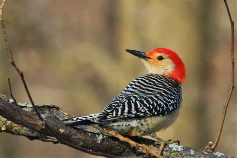 Woodpeckers In Oklahoma 10 Outstanding Species To See