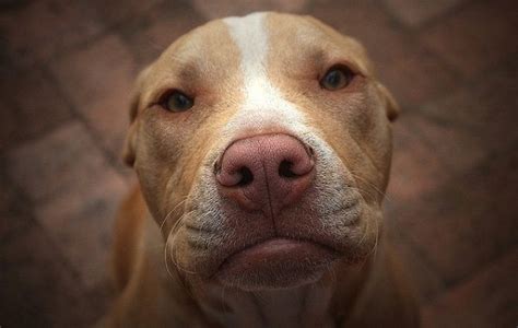 Pitbull Dog Pink Nose Color Pets Blog I Love Dogs Pitbull Dog