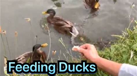 Feeding Ducks With The Bread Here In Netherlandsfilipina Bisaya Netherland Youtube