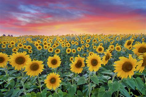Free Photo Sunflowers Agriculture Ray Nature Free Download Jooinn