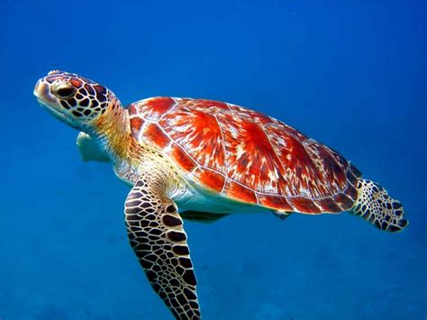 17 Images About Sea Animals On Pinterest Ocean Life