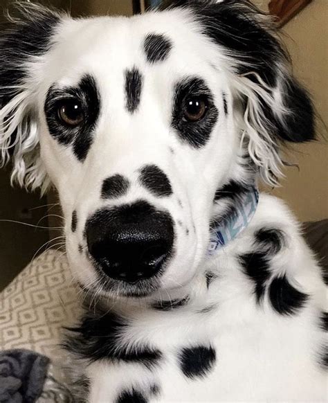 How Much Are Long Haired Dalmatian Howmuchsb