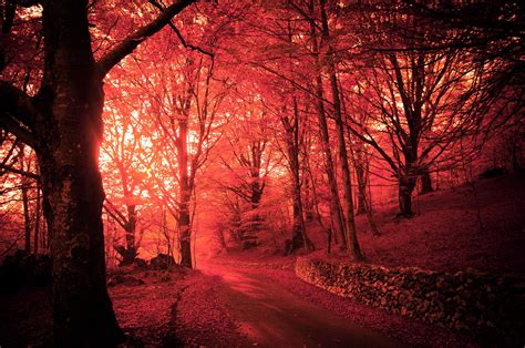 Pink Autumn Forest Wallpapers And Images Wallpapers