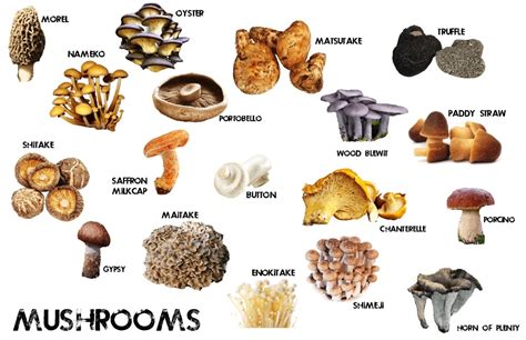 Fungi As Food For Gatherers Egl364sbu