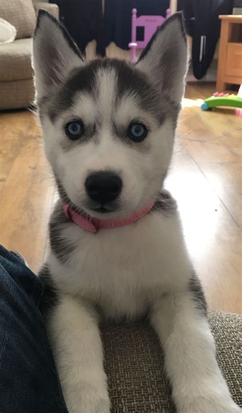 Find siberian husky puppies and breeders in your area and helpful siberian husky information. Husky Puppy for Sale | Liverpool, Merseyside | Pets4Homes