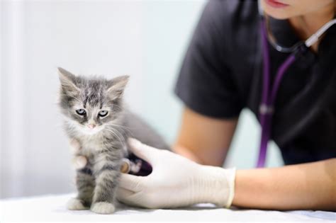 Pet Health Consultations With Friendly Vets Doncaster Vet