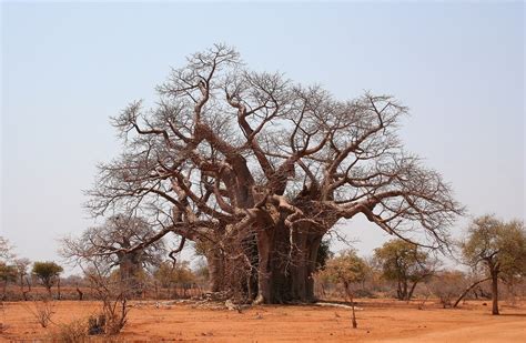 Baobab Tree A Very Big Baobab Tree Near The City Of Bulawa Flickr