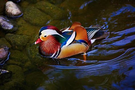 Mandarin Duck Very Colorful Beautiful Bird In Pond Stock Image Image