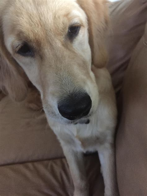 Bump On Muzzle Ingrown Whisker Golden Retriever Dog Forums
