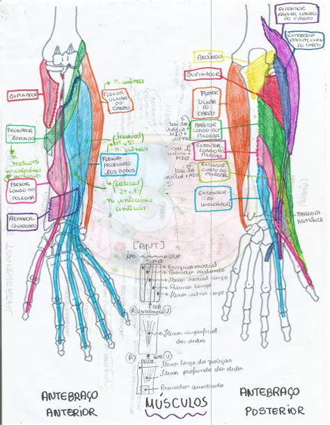 Aprenda anatomia com desenhos esquemáticos Membro Superior Clique Fisio