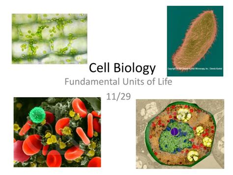 Ppt Cell Biology Powerpoint Presentation Free Download