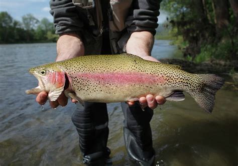 trout of north america the complete guide updated 2023