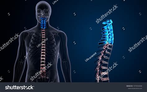 3d Illustration Human Skeleton Vertebral Column Stock Illustration