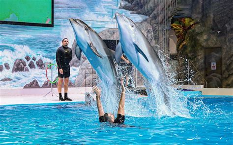 Dubai Dolphinarium Tickets Dolphin And Seal Show Tickets Headout