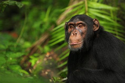 The Wild Chimps Of Kibale Asu Now Access Excellence Impact