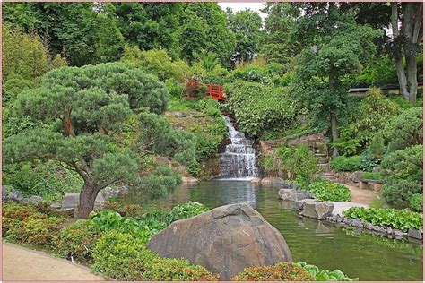 Japanische bäume für den garten kaufen. Japanische zierbäume - Pflanzen für nassen boden
