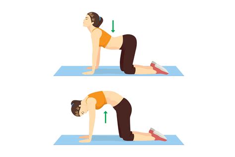 cat cow yoga pose how to do cat cow pose in yoga cat cow pose is commonly found in the