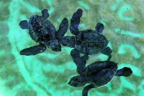 Baby Sea Turtles Flickr Photo Sharing