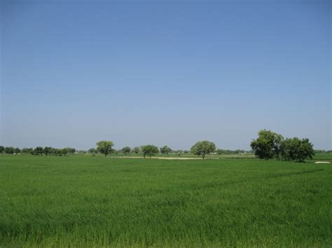 Filehasilpur Agriculture Land