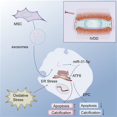 Msc Derived Exosomes Protect Vertebral Endplate Chondrocytes Against