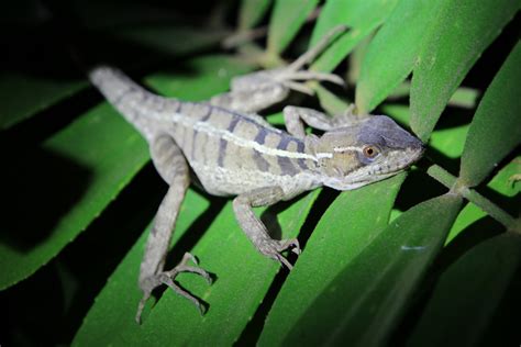 Costa Rica Lizard Free Stock Photo Public Domain Pictures